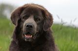 DOGUE DU TIBET 821